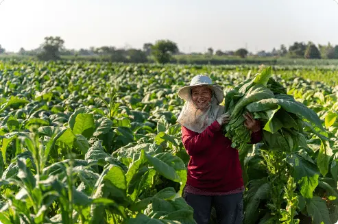 A farmer in a wide-brimmed hat carrying an armful of harvested leafy greens through a field